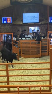 19K views · 211 reactions | Aaaand We’re Off!! $5,550.00 8 Blk Angus, Gelv Judd Ranch SAV Rainfall sired 1st calf hfrs with ABS Full Force, ABS Full House & ABS JetStream sired calve | Manhattan Commission Company | Facebook