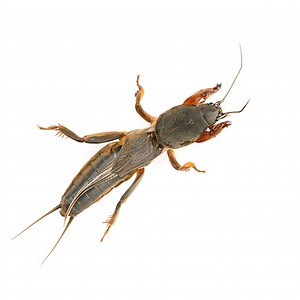 Mole Cricket Identification and Treatment Tips