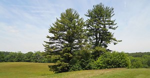 Définition | Pin de Weymouth  : qu'est-ce que c'est ? | Futura planète