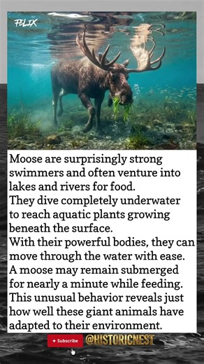 Moose Underwater: The Giant Animal That Dives for Food! 🫎🌊
