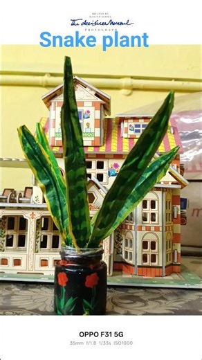 #art and craft DIY snake plant