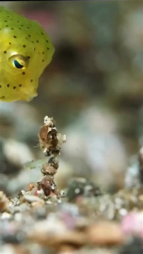 138K views · 6.6K reactions | Yellow Boxfish This quirky creature can be found in reefs throughout the Pacific and Indian Oceans, as well #ocean #underwater #oceanlife #fish #f | OceanLife | Facebook