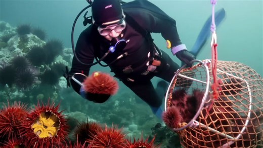 Sea urchins live in shallow intertidal zones (rocky shores, kelp forests) down to the deep sea (over 5,000 meters deep). They prefer rocky substrates, hiding in crevices or under objects, feeding on algae and kelp. | Pacific Urchin Harvesters Association
