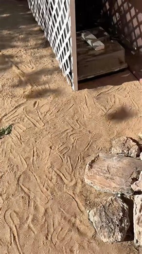 Watering Plants in Extreme Heat? Do This Instead