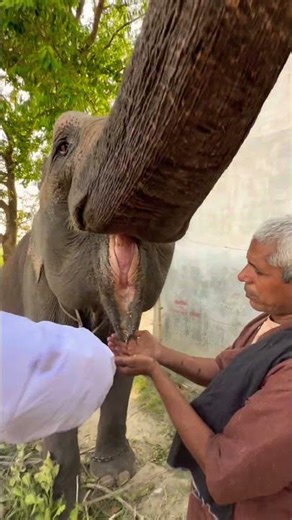 #bhojpuri #song #viral elephant Gauri short video 🐘❤️