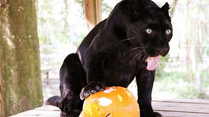39K views · 4.6K reactions | Watch as our big cats and small cats enjoy their jack-o-lanterns carved by our very own volunteers. Some of the spooky pumpkins may contain tricks or treats! Happy Halloween! Thank you to everyone who donaated towards the fun! | Big Cat Rescue | Facebook
