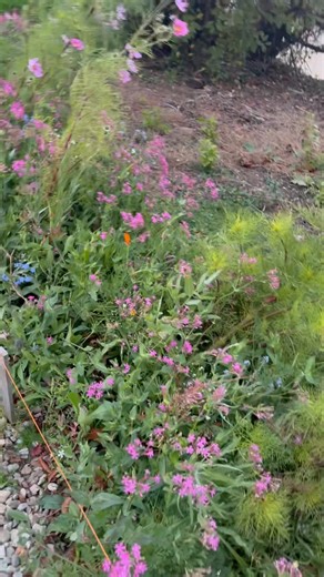 Although the air has been definitely cooling these Ladies & Gents keep on Blooming! A Very Happy Sunday to you my friends! 🌞🙋‍♂️🌻❤️🌸🌼🌺 | Steve Manley