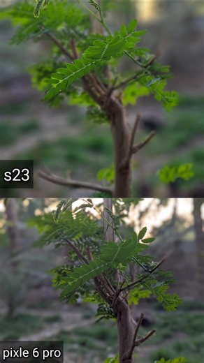Galaxy S23 vs Pixel 6 Pro 📸 Portrait Test