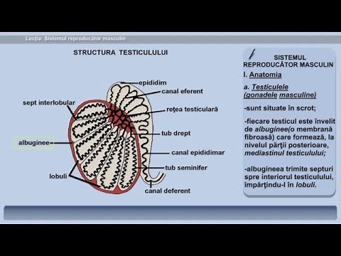 Lecția 36: Sistemul reproducator masculin