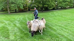 33 reactions | Have you ever seen sheep herding in action?  Watch professional sheep herding dogs from Ox Creek Dairy Farm round up the herd when you join us for the Agricultural Fair on Saturday, September 30, and Sunday, October 1! Learn more and purchase your tickets now: https://www.gcv.org/event/ag-fair/ | Genesee Country Village & Museum | Facebook