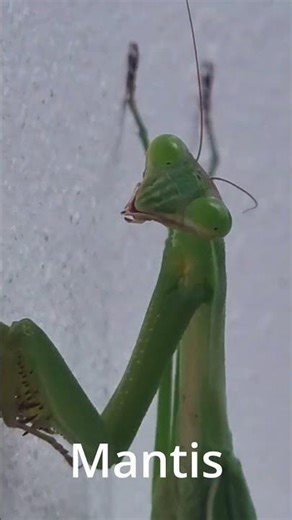 Praying Mantis Insect. Thailand