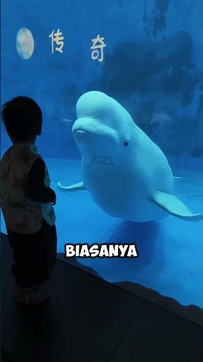 Beluga Paus Kepala Lembek: Kayak Balon Air Hidup!
