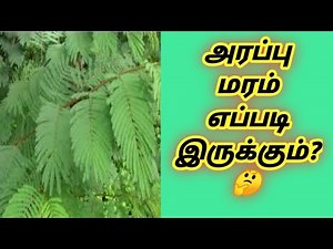 Arappu tree || Arappu leaf in tamil || Arappu powder for hair growth