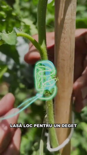 Nu strânge roșia cu sfoara 🍅🌿