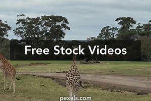 Rat Running Videos, Download The BEST Free 4k Stock Video Footage & Rat Running HD Video Clips