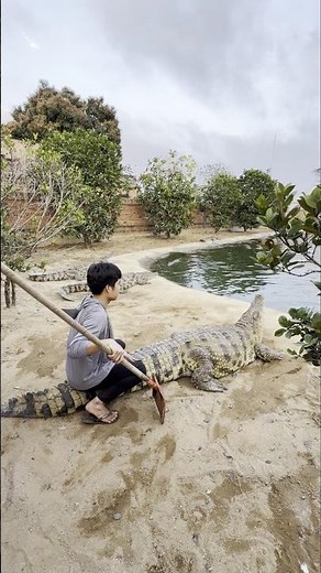 Daring Crocodile Handler Sits on Massive Croc's Tail 💥