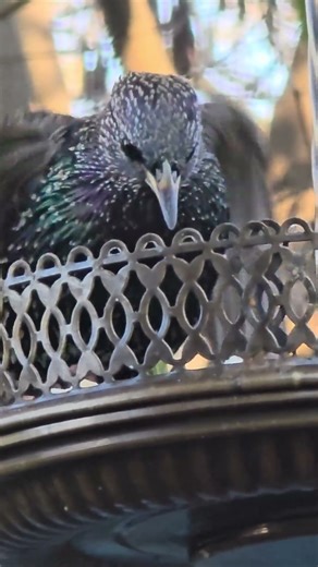 European Starling #birdidentification