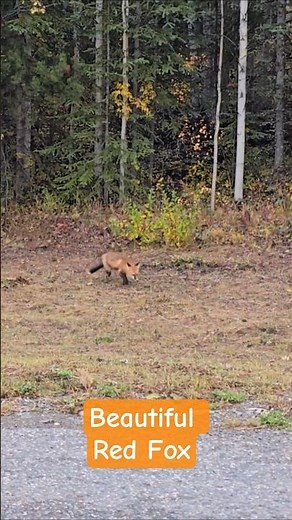 Cute Red Fox Playing in the Grass Along The Highway | Wildlife Canada