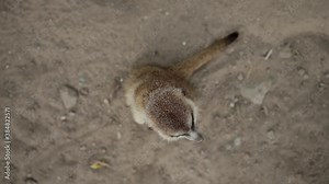 Zoo Animals - Top View Of Cute Meerkat Standing On A Dusty Ground Turning Head Observing Around Then Quickly Running Away From The Camera - High-Angle Shot