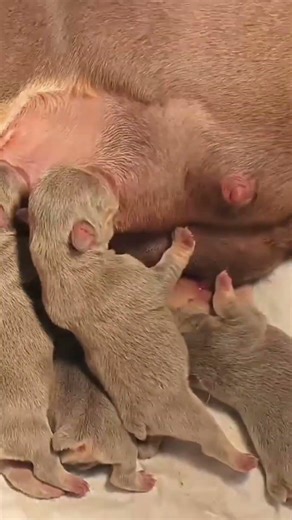 Newborn Puppies Nursing from Mom 🍼🐶 #cuteanimal