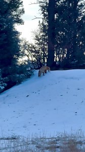 Handsome red Fox at our house! Pagosa Springs Colorado 🏔️📷🦊 #wildlifephotographer #Colorado | High Altitude Pagosa