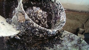 Zebra mussel concern prompts water restrictions