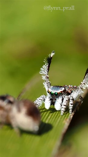 Jumping spider (Maratus), video taken by Flynn Prall | Macro Micro World