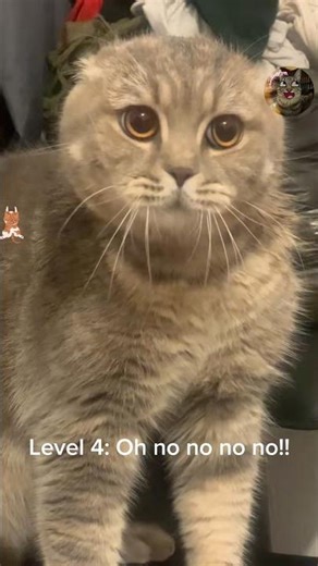 Cats But They Get More Talkative 🤩 (Level 1–10 Meow Evolution)