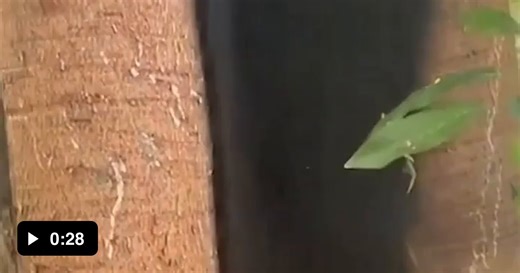 Is that "hair' on the tree, or is it Harvestment Spiders? - Video