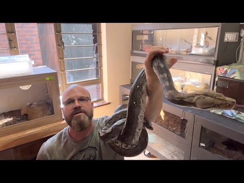 Pairing up reticulated pythons