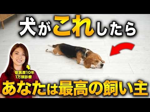 Special behaviors exhibited by dogs that have been raised with care [Explained by a veterinarian]