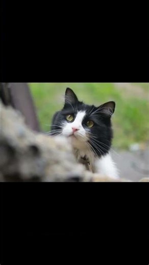 Do Cats Really Count? Discover Their Hidden Talent!