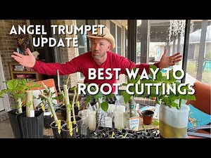 The Best Method we had for Rooting Cuttings