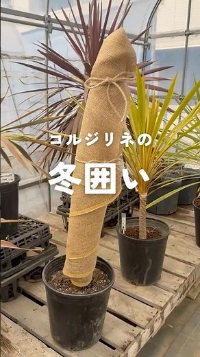 【オージープランツの冬管理】コルジリネレッドスターを寒さから守ろう#KIMIDORIFARM#植木#コルジリネ#冬囲い#寒さ対策