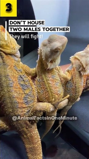 10 Things You Should NEVER Do With Your Bearded Dragon! 🦎 #Shorts