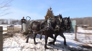 Ralph Rice operates a diversified family farm in Jefferson, Ohio, where he uses draft animal power for a lot of the work. A few years ago, he was using Percheron horses (he's since switched to Suffolk Punches) to haul home maple sap from his woods where he would boil it down for syrup. In this first of four posts, Ralph explains how to set a spile to collect sap. Tomorrow he'll show us where he harvests maple sap, and Wednesday he'll use his horses to bring home a load of sap and finally, Thursd