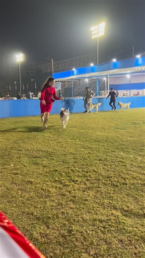 Dogyzlife on Instagram: "Syberian Husky In Calcutta Canine Club Dog Show 2025 !! #syberianhusky #DogShow2025 #viralreelschallenge2025viralreelschallengejaiviralreelschallengeviralreelschallenge #viralreelschallenge2025viralreelschallengejaiviralreelschallengeviralreelschallenge #viralvideoシfypシ゚videoviralシallシ2025 #reelsviralシfb #viraldogshow #viralvideochallengenow #trendingreelvideo #reelsfypシ #viralreelschallenge #trendingreelsvideo #reels"