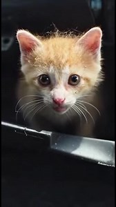 33K views · 151 reactions | Raccoons Save the Day! Watch raccoons rescue a kitten from a car. Generated using Kling AI . . . (For entertainment purposes only. Consult professionals if guidance on activities is presented. No brand affiliation is implied if any are shown. If inspired by true events, creative adaptations may be included. Content may include public footage.) | Fabiosa UK | Facebook