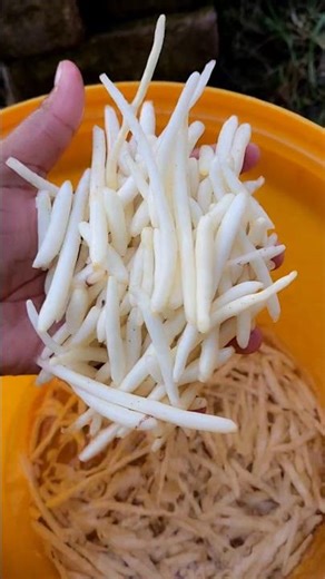 white musli farming #shorts #safedmusli