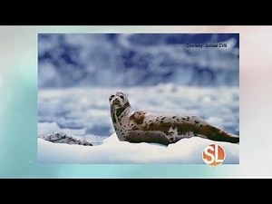 AAA Travel: Alaska cruise/tour with Holland America Cruise Line