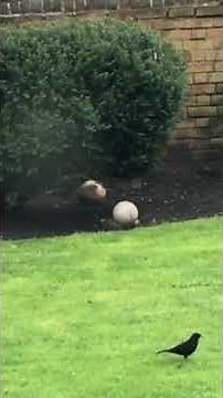 Squirrel Plays With Ball - 988568