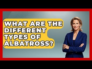 What Are The Different Types Of Albatross? - The Marine Life Explorer