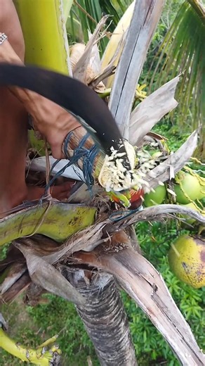 Coconut flower cutting for sweet Coconut wine 🍷🌴🥥 #wine #coconut #tree #organicwine