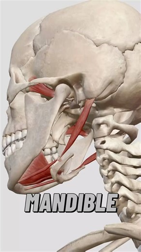 Bradley Blair Osteopath on Instagram: "Mandible depression involves a coordinated effort of several muscles to achieve the downward movement of the jaw. Here’s a breakdown of the key muscles involved: 1. Digastric Muscle • Origin: Posterior belly originates from the mastoid notch of the temporal bone, while the anterior belly originates from the digastric fossa of the mandible. • Insertion: Intermediate tendon attached to the hyoid bone. • Function: The digastric muscle, with its two bellies, is