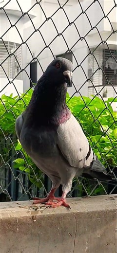 pigeon beautiful very nice Belgium racing pigeon #pigeon #raisenpigeons #pigeonhobby