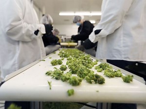 Robotic cranes, genetic libraries and activated oil: How the cannabis industry is redefining hi-tech