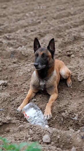 Dog Saved Chhotu 🐶❤️ Emotional Hide & Seek Story