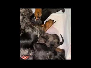 Moon Pie’s First Dachshund Babies!!