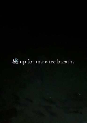 It might be weird, but I love listening to the manatees breathe. Along with the night sounds of nature. #manatees #bluespringsstatepark #parkafterdark #florida #nightsounds