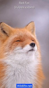 3K views · 223 reactions | Red Fox (Vulpes vulpes): This mammal is the largest of the true foxes and is widespread across North America, Europe & Asia, also introduced to Australia. They are omnivorous but feed primarily on small mammals, also taking birds, fish and reptiles. 力 Lovely clip by Leo L in Canada. #foxoftheday | Wildlife.net | Facebook